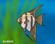 scalare